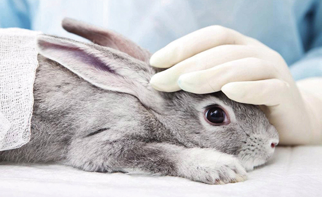 La UE prohibirá la venta de productos de limpieza que experimenten con animales