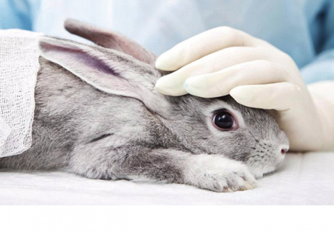 La UE prohibirá la venta de productos de limpieza que experimenten con animales